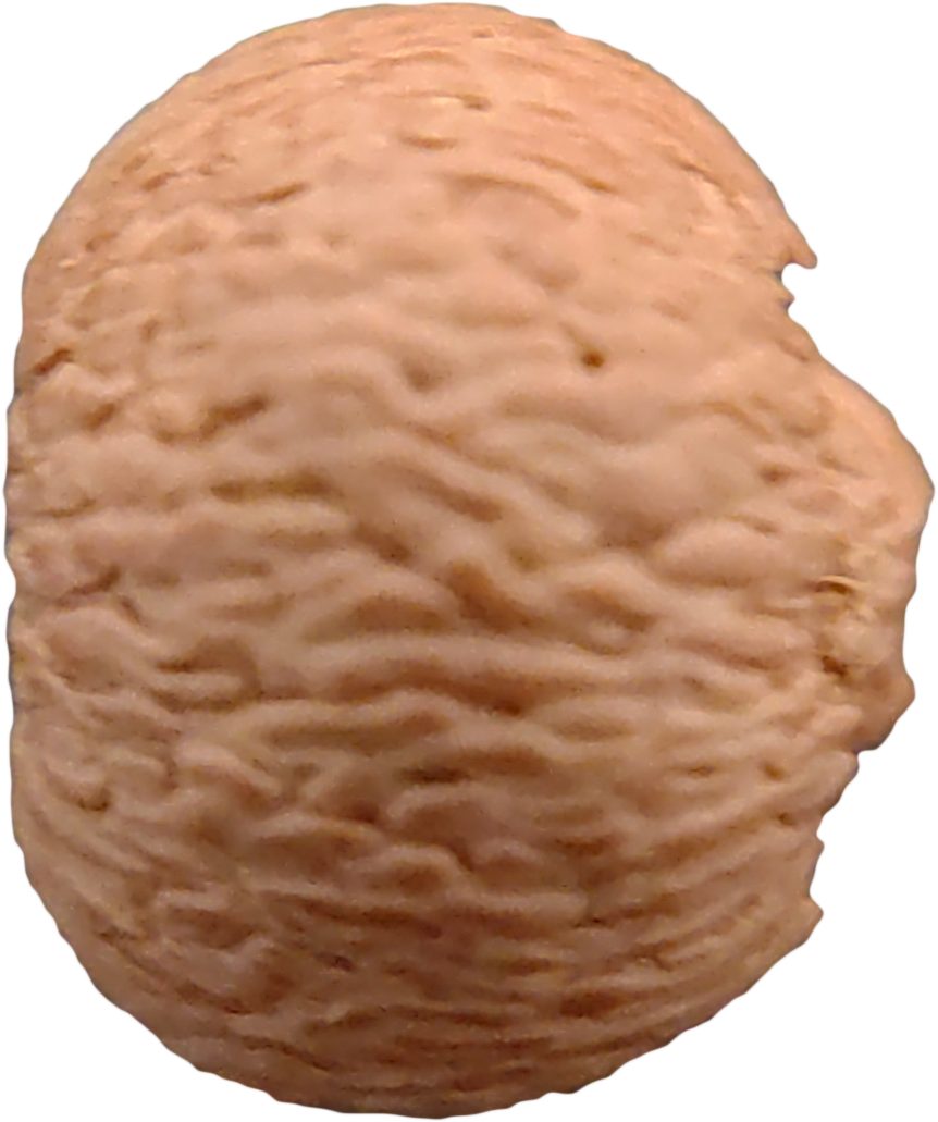 莲花菩提